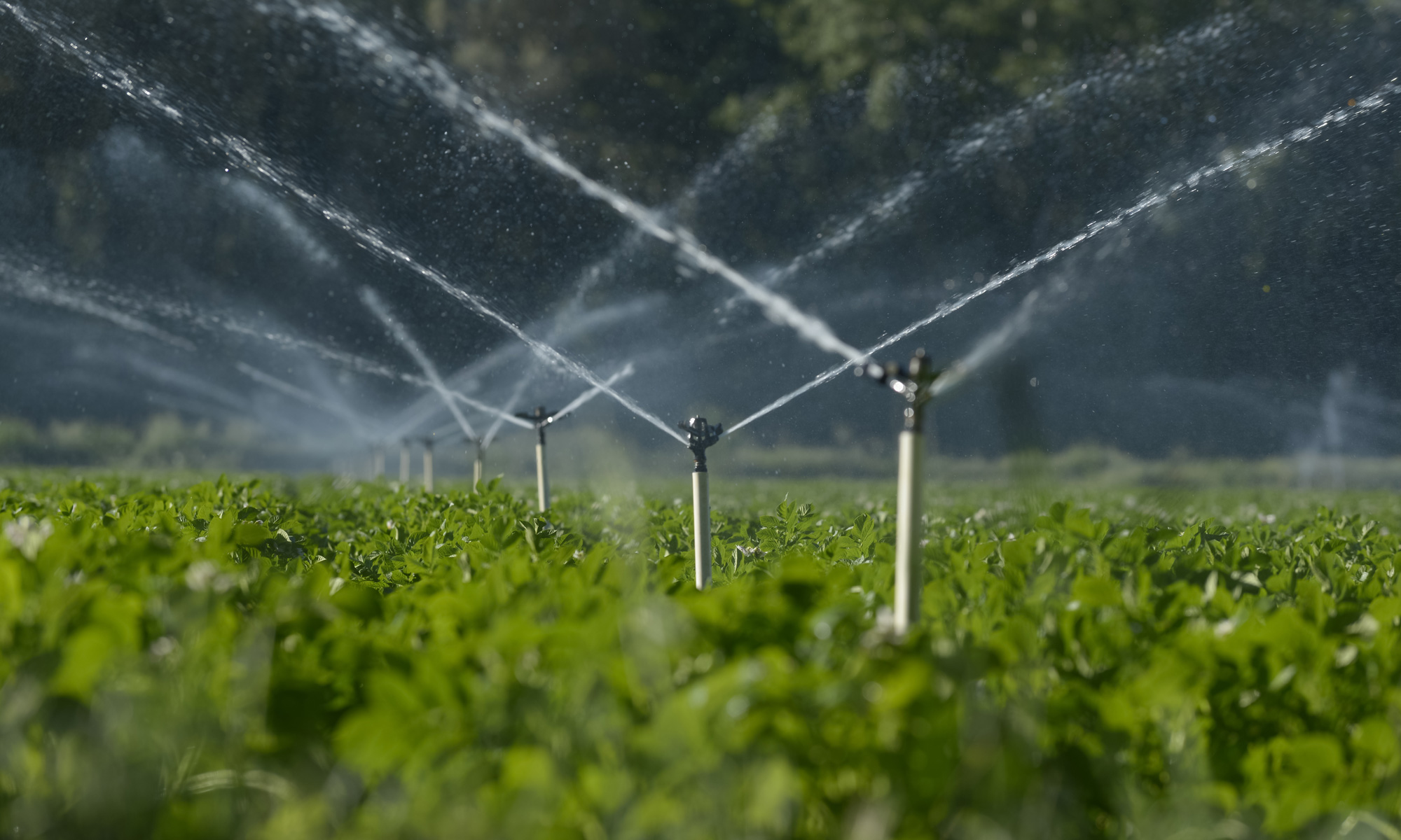 Agriculture
